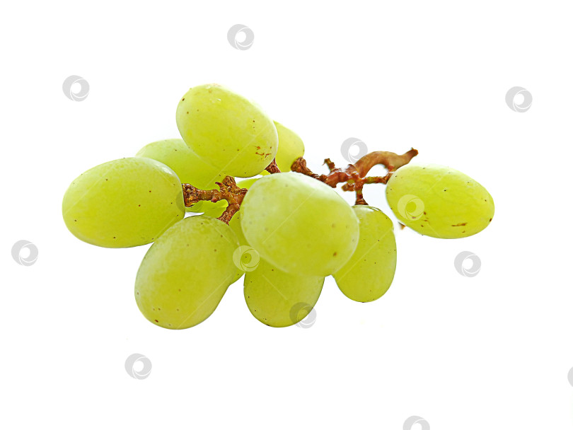 Скачать Зеленый виноград на белом фоне фотосток Ozero