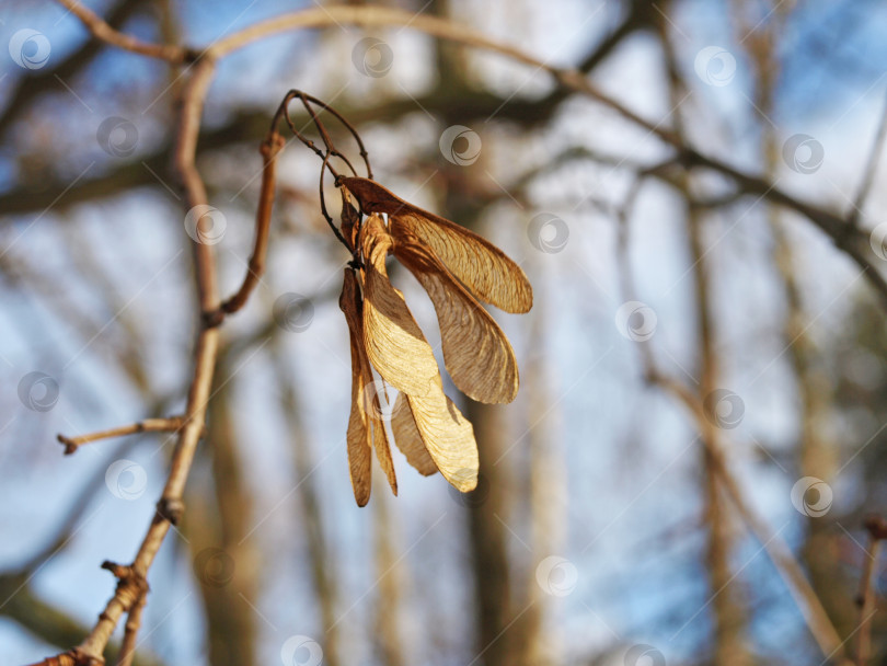 Скачать Семена татарского (черного клена) клена Acer tatáricum под солнечным светом фотосток Ozero
