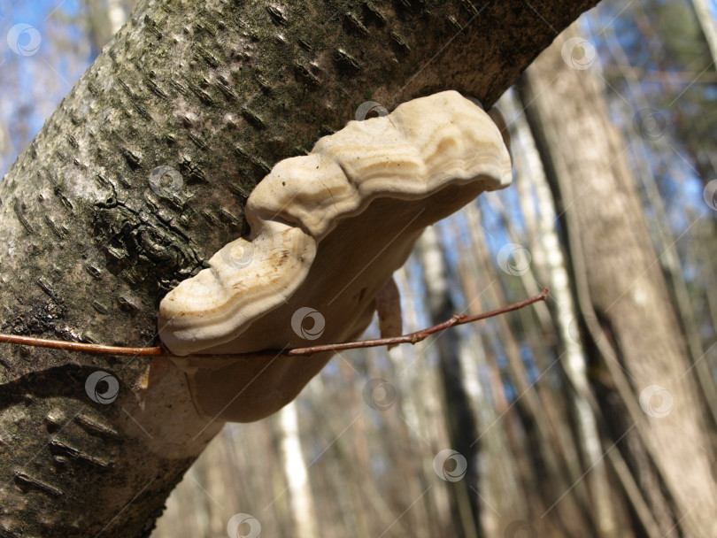 Скачать Древесный гриб чага трутовик скошенный или инонотус скошенный (Inonotus obliquus на поваленном дереве в лесу фотосток Ozero