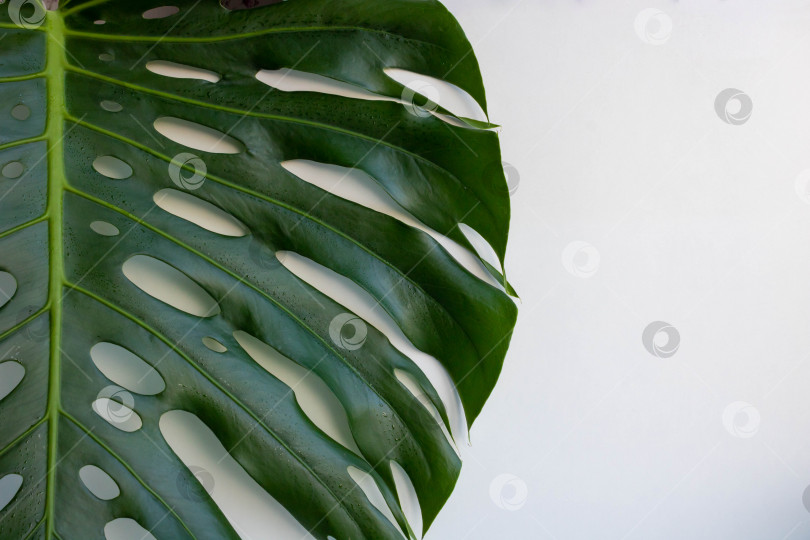 Скачать Тропический зеленый лист монстеры на белом фоне. вид сверху, место для копирования, плакат фотосток Ozero