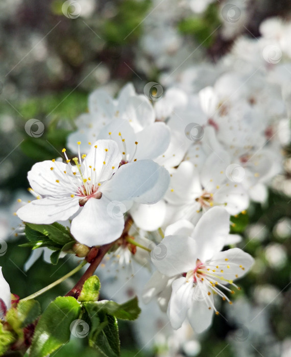 Скачать Красивые белые цветы вишни крупным планом фотосток Ozero