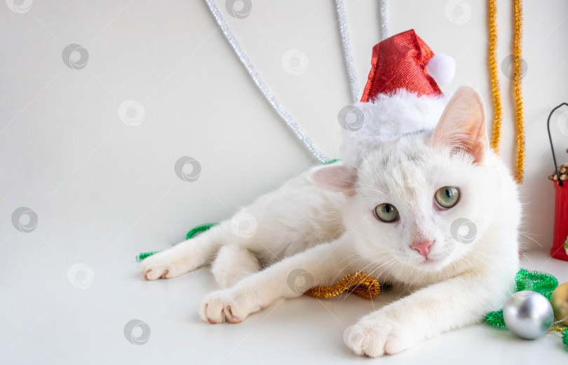 Скачать Портрет белого кота в шляпе Санта-Клауса крупным планом на белом фоне. Питомец заглядывает в кадр. Концепция доверия. Рождество и Новый год фотосток Ozero