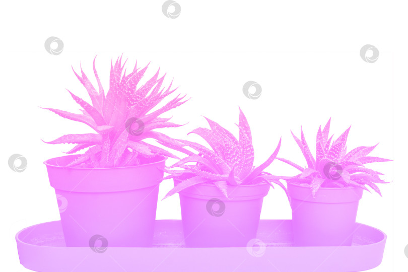 Скачать Пурпурно-розовое неоновое алоэ скарлет в трех горшках - фантастический цвет для растений. фотосток Ozero