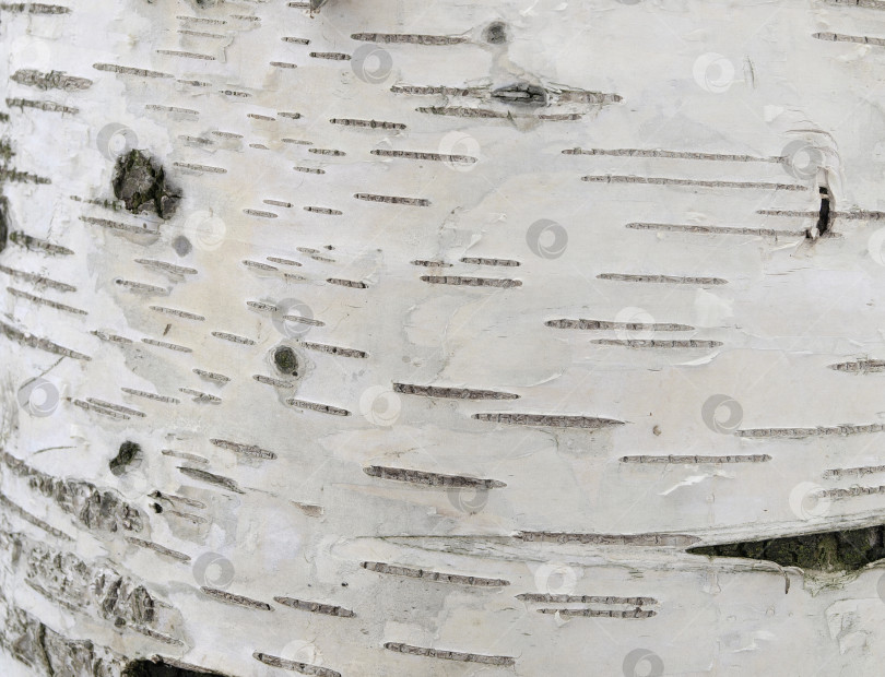 Скачать Белая березовая кора с черточками на естественном фоне фотосток Ozero