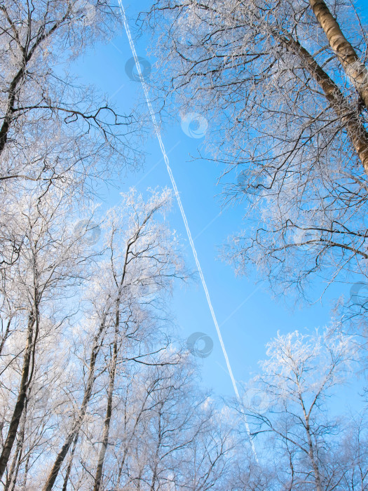 Скачать Заснеженные деревья и след самолета в голубом небе фотосток Ozero