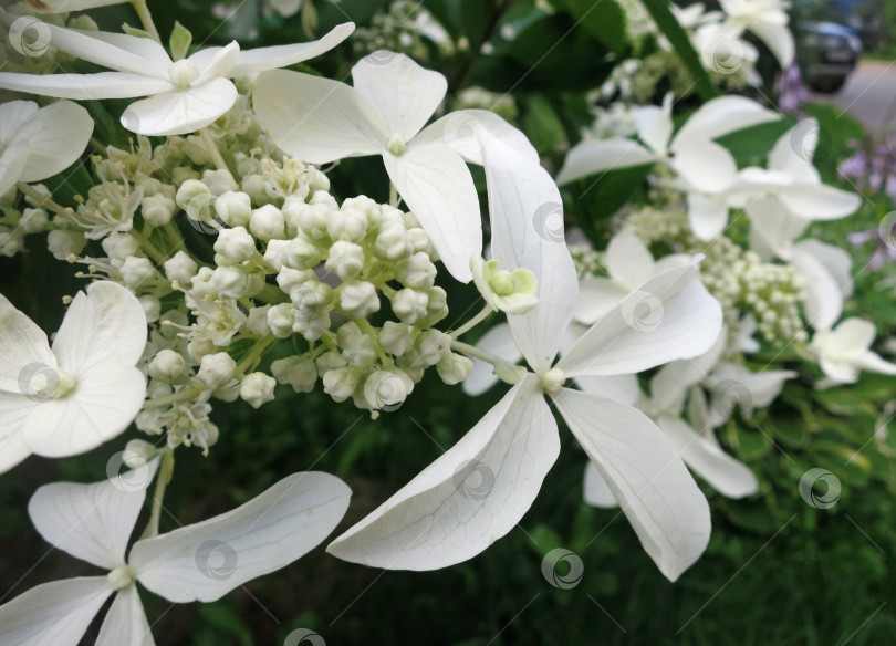 Скачать Белые метельчатые цветы гортензии, красиво цветущие фотосток Ozero