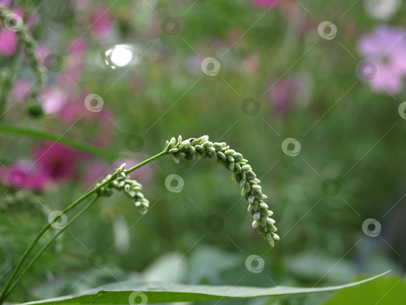 Скачать Семена спорыша жгучего (Polygonum hydropiper) на естественном фоне фотосток Ozero