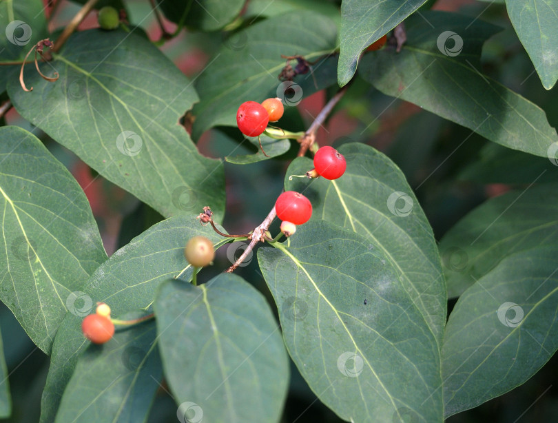 Скачать Ядовитые плоды мухомора (Lonicera xylosteum) мухоморная жимолость Ветка жимолости фотосток Ozero