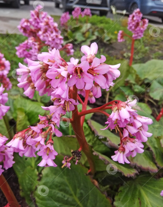 Скачать Цветущая розовыми цветами бадана (Bergenia crassifolia) сердечная фотосток Ozero