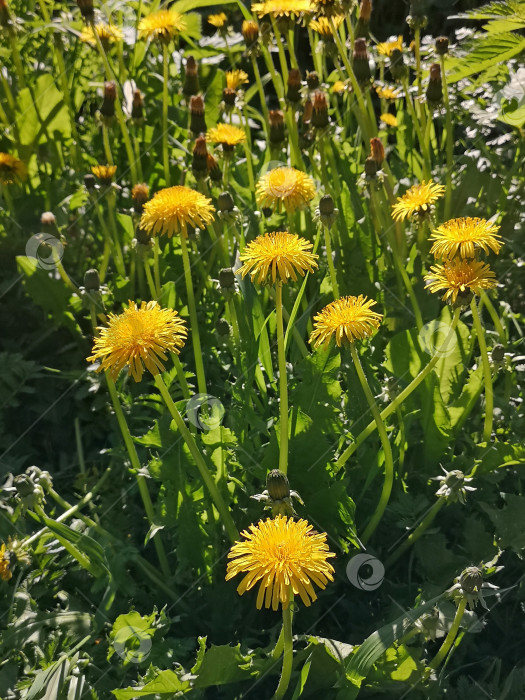 Скачать Желтые цветы одуванчики природа в парке фотосток Ozero