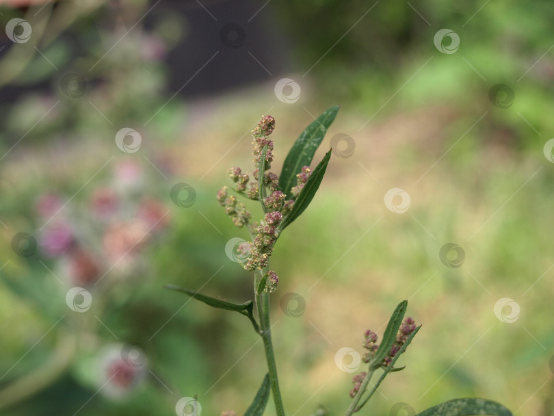 Скачать Цветущий орешник обыкновенный, оракли обыкновенный (Atriplex patula) съедобное растение и сорняк на полях фотосток Ozero
