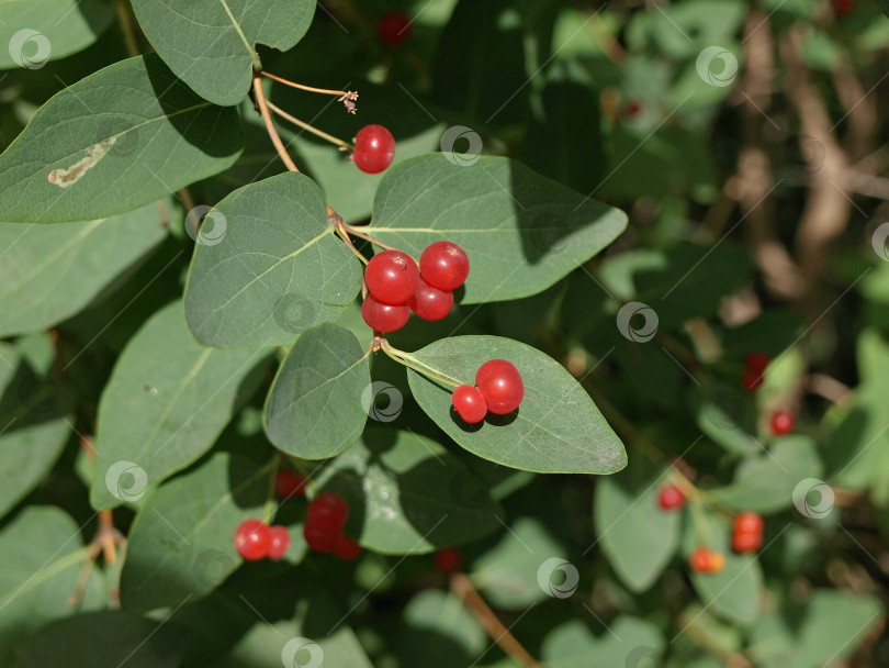 Скачать Ядовитые плоды мухомора (Lonicera xylosteum) мухоморная жимолость Ветка жимолости фотосток Ozero