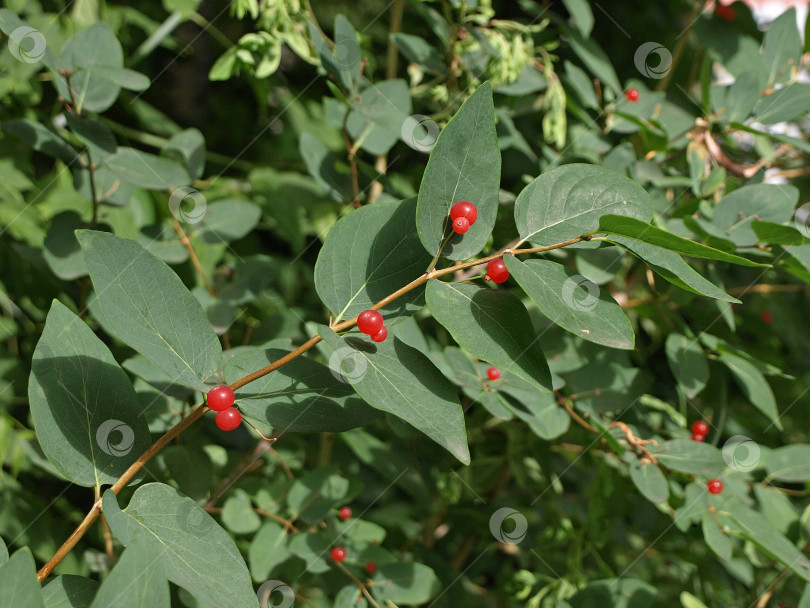 Скачать Ядовитые плоды мухомора(Lonicera xylosteum) Мухоморная жимолость Ветка жимолости с красными ягодами фотосток Ozero