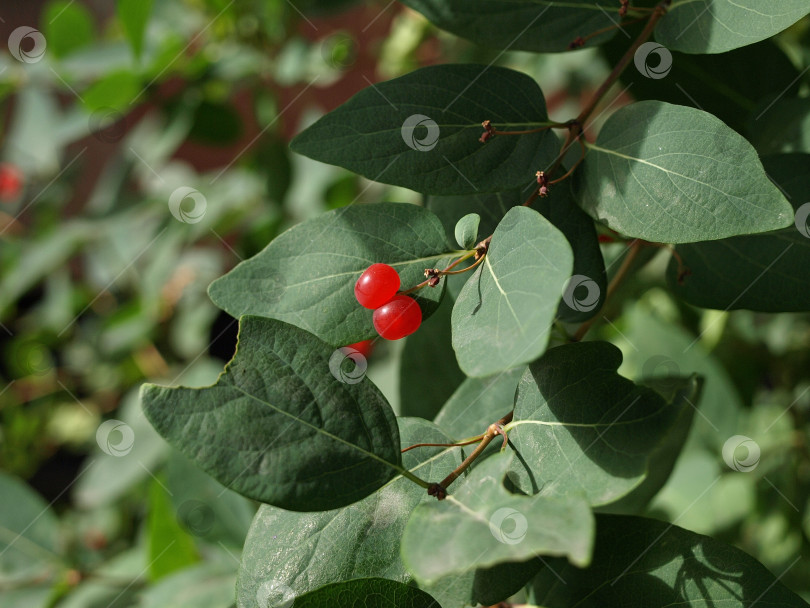 Скачать Ядовитые плоды мухомора(Lonicera xylosteum) Мухоморная жимолость Ветка жимолости с красными ягодами фотосток Ozero