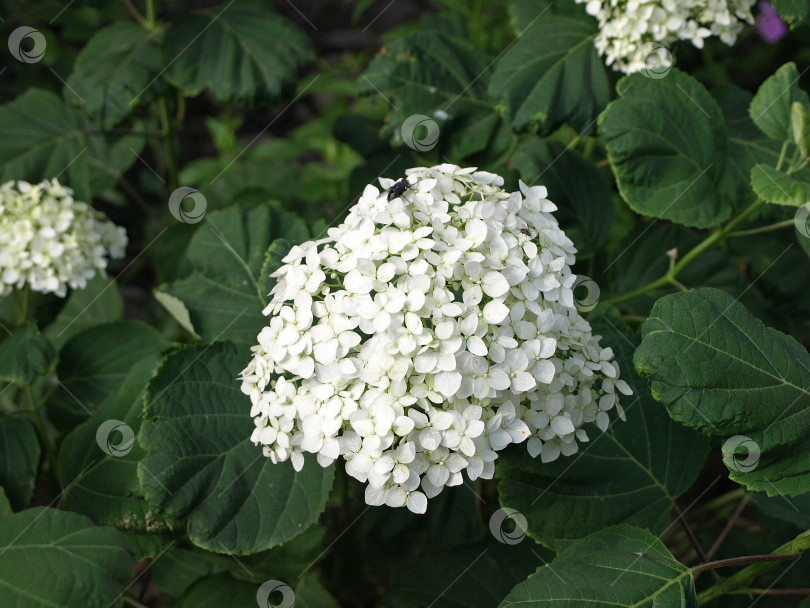 Скачать Гортензия древовидная (Hydrangea arborescens), широко известная как гладкая гортензия, дикая гортензия, семицветная фотосток Ozero