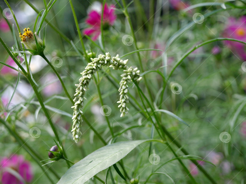 Скачать Семена спорыша жгучего (Polygonum hydropiper) на естественном фоне фотосток Ozero