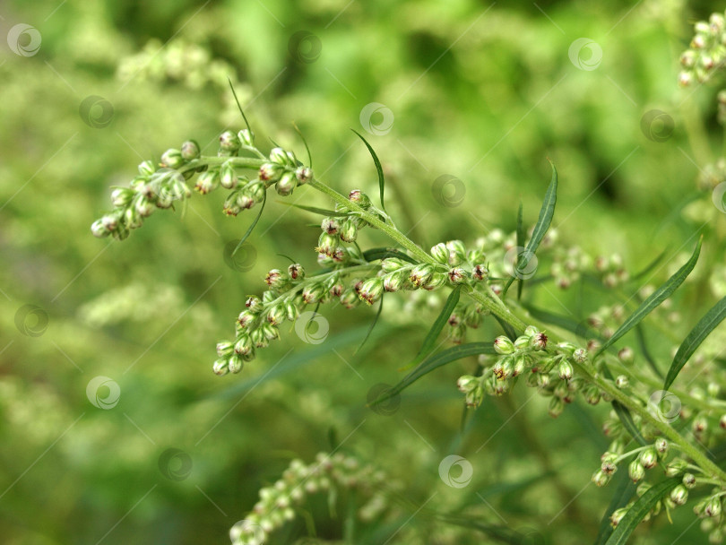 Скачать Artemisia vulgaris (полынь обыкновенная).    Цветение горькой травы фотосток Ozero