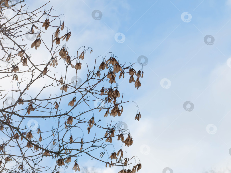 Скачать Семена крылатого татарского клена на дереве фотосток Ozero