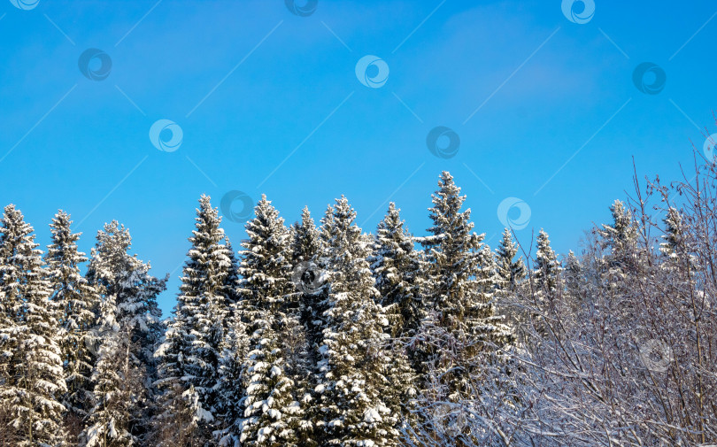 Скачать Заснеженные белые ели, сверкающие на солнце. Живописная и великолепная зимняя сцена фотосток Ozero