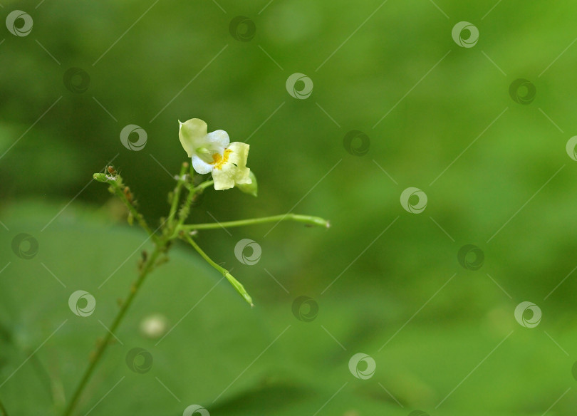 Скачать Маленький желтый цветок Impatiens parviflora на зеленом фоне фотосток Ozero