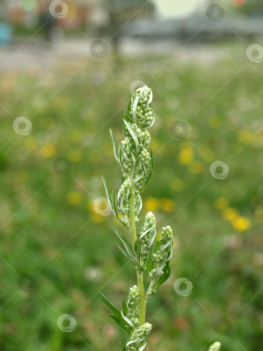 Скачать Artemisia vulgaris (полынь обыкновенная).    Цветение горькой травы фотосток Ozero