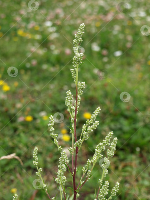 Скачать Artemisia vulgaris (полынь обыкновенная).    Цветение горькой травы фотосток Ozero