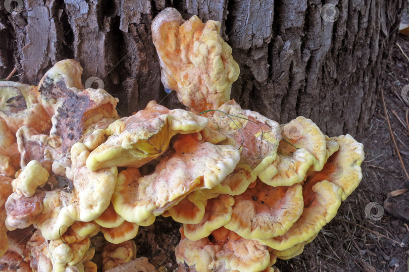 Скачать Сернисто-желтый трутовик (лат. Laetiporus sulphureus) - это гриб, произрастающий на дереве, желтоватый гриб фотосток Ozero