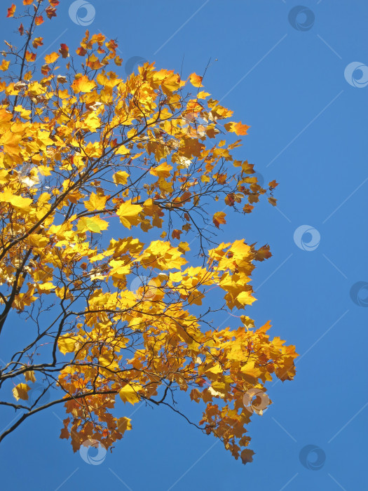 Скачать Ярко-желтые кленовые листья на фоне голубого неба, удивительный природный фон фотосток Ozero
