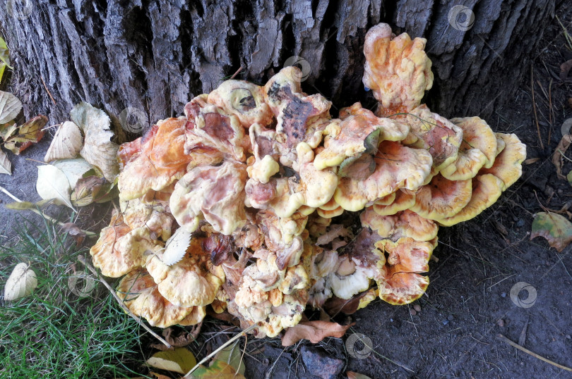 Скачать Сернисто-желтый трутовик (лат. Laetiporus sulphureus) - это гриб, произрастающий на дереве, желтоватый гриб фотосток Ozero