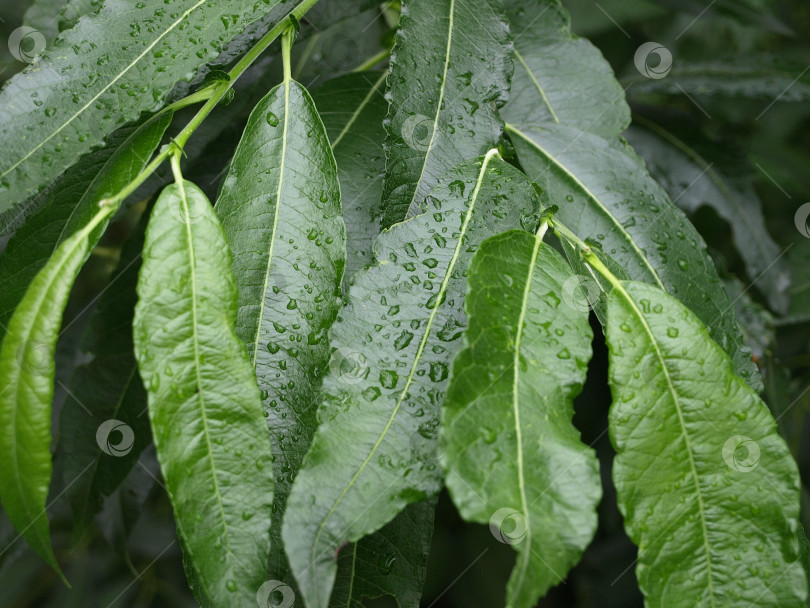 Скачать Красивый естественный фон листья ивы в каплях дождя фотосток Ozero
