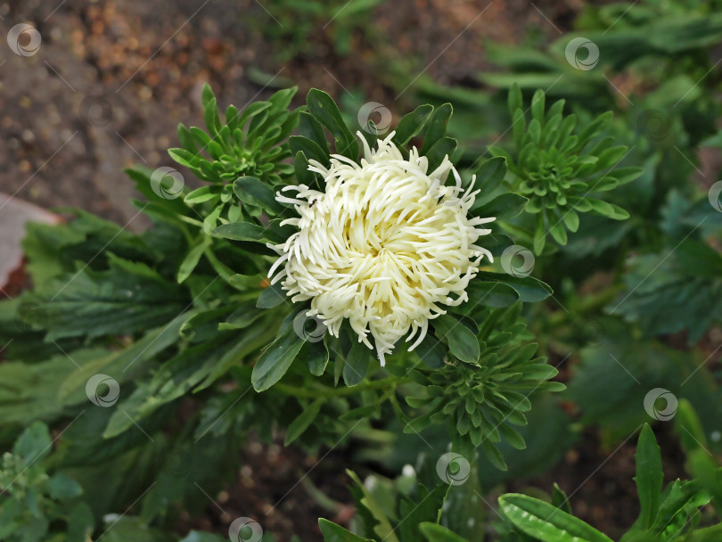 Скачать Бело-желтая астра цветет в саду фотосток Ozero