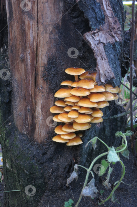 Скачать Красно оранжевые грибы опята на стволе дерева фотосток Ozero