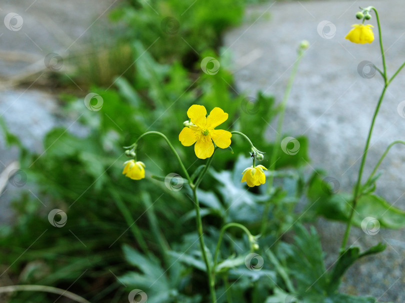 Скачать Желтый цветок лапчатки серебристой (Potentilla argentea) фотосток Ozero