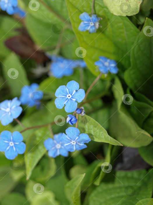 Скачать Голубоглазый весенний цветок Мэри (Omphalodes verna) Голубые маленькие первоцветы фотосток Ozero