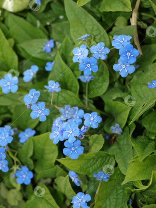 Скачать Голубоглазый весенний цветок Мэри (Omphalodes verna) Голубые маленькие первоцветы фотосток Ozero