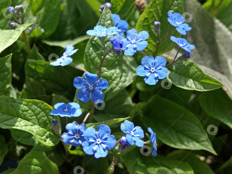 Скачать Голубоглазый весенний цветок Мэри (Omphalodes verna) Голубые маленькие первоцветы фотосток Ozero