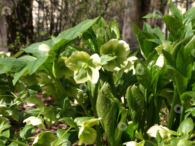 Скачать Бело-зеленый цветок морозника (Christroas rose) или (Helleborus foetidus) в саду фотосток Ozero