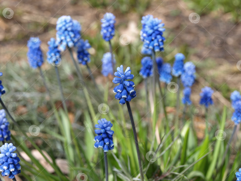 Скачать Мускари - армянин. Луковичное многолетнее растение с синими или фиолетовыми цветками фотосток Ozero
