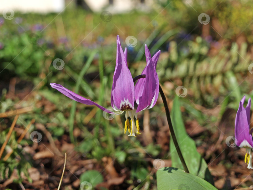 Скачать Пурпурный цветок Erythronium dens canis (гадючья трава) сибирский цветет на лугу весной фотосток Ozero