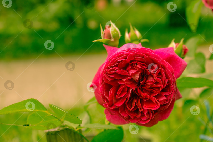Скачать Красный раскрытый бутон розы в зеленом саду фотосток Ozero