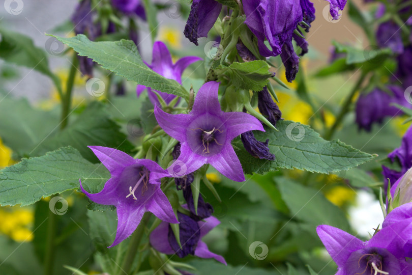 Скачать Аденофора пурпурный колокольчик, пурпурный садовый цветок среди зелени фотосток Ozero
