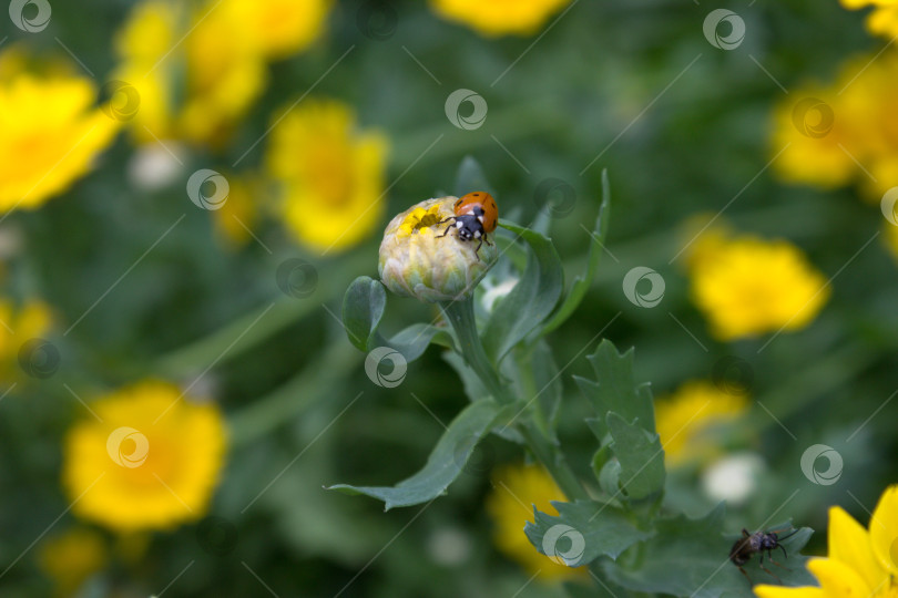 Скачать Божья коровка, насекомое на нераскрывшемся желтом цветке фотосток Ozero