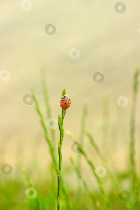 Скачать Насекомое божья коровка на одиноком маленьком колоске злаковой травы на зеленом естественном фоне фотосток Ozero