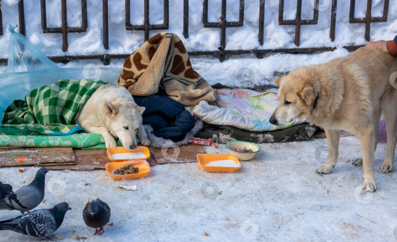 Скачать Две большие взрослые бездомные собаки добывают пищу зимой фотосток Ozero