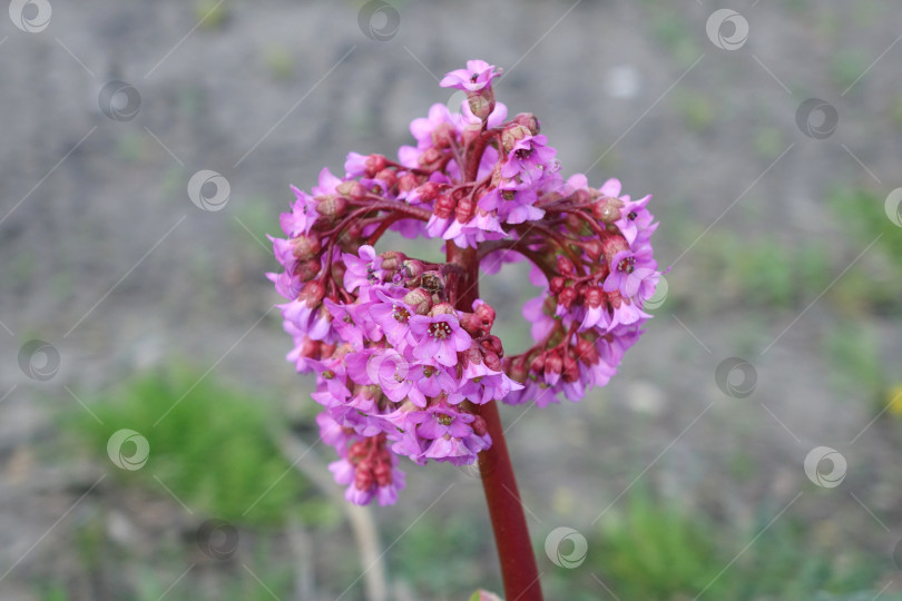 Скачать Розовый цветок бадан крупный макро цветущее растение маленькое фотосток Ozero