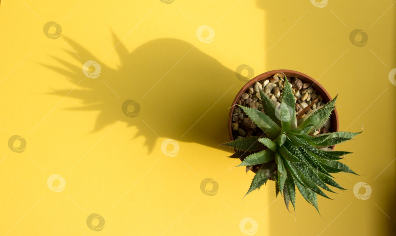 Скачать Зелено-алое комнатное растение в коричневом горшке на ярко-желтом фоне и тени от него. фотосток Ozero