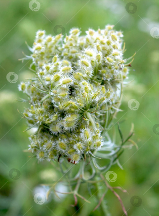 Скачать Изображение, семя, дикая морковь, пряник (Daucus carota) фотосток Ozero