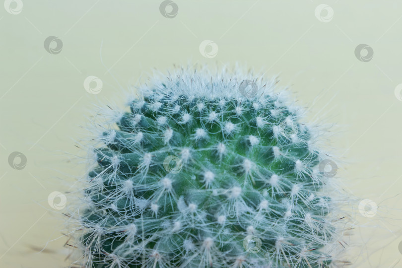 Скачать Верхушка растения кактуса с иголками на светлом фоне фотосток Ozero