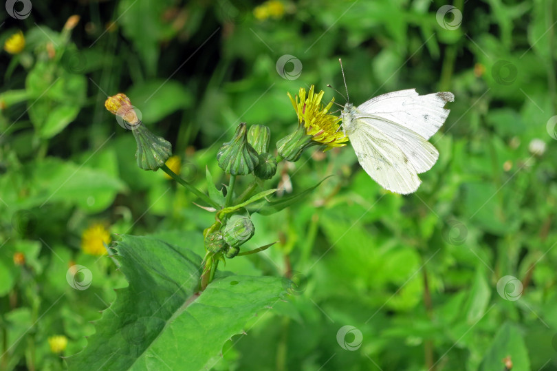 Скачать Белая бабочка на полевом цветке чертополоха фотосток Ozero