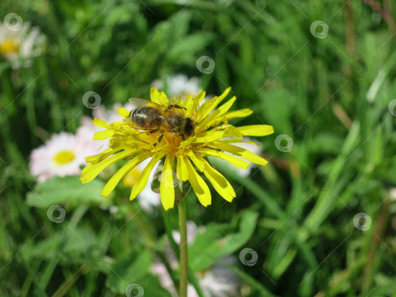 Скачать пчела на желтом цветке осеннего одуванчика фотосток Ozero